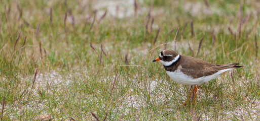 Common Ringed Plover or Ringed Plover (Charadrius hiaticula)