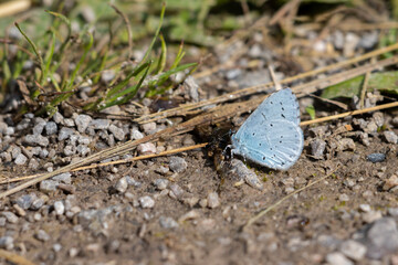 Holly Blue (Celastrina argiolus) resting on the ground near East Grinstead