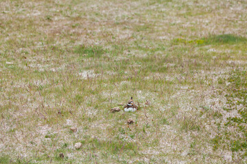 Common Ringed Plover or Ringed Plover (Charadrius hiaticula)