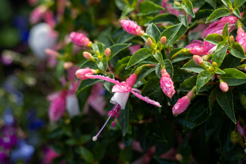 Pink and white Fuschia flowering in a garden in East Grinstead