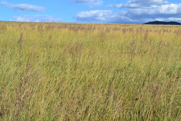 Obraz premium field of wheat