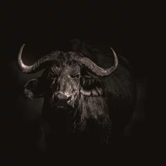 Poster Close up van een buffel © Coster