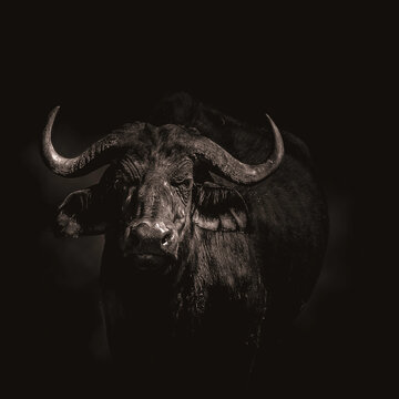 Close up of a buffalo