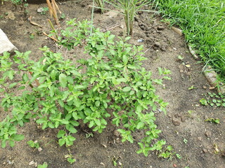 Holy basil (scientific name: Ocimum sanctum) planted in the backyard. Basil is a popular herb with a spicy flavor. Will help expel the stomach, fresh leaves and branches can extract essential oils.
