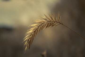 ears of wheat