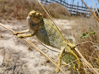 la tranquilidad del camaleon