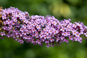 Obraz premium Buddleia flower in closeup in summer in a garden, England, United Kingdom