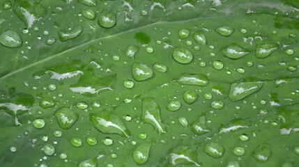 Green leaves and raindrop. A natural green background.