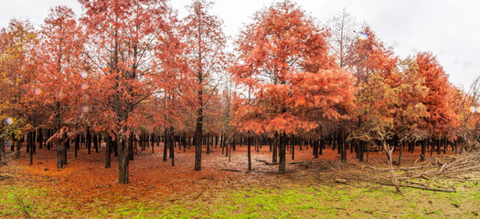 Mangrove Forest at Dawn, Anhui, China