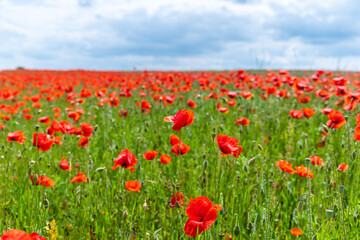 Red poppy flower field. Beautiful natural landscape