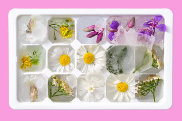 Ice mold with frozen cosmetic herbs isolated on a pink background. Flowers frozen in the ice, view from above
