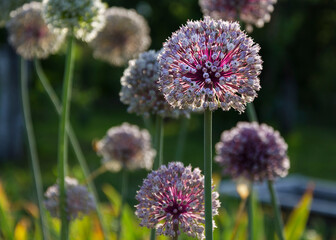 bees sitting on purple flowers of green onions 2