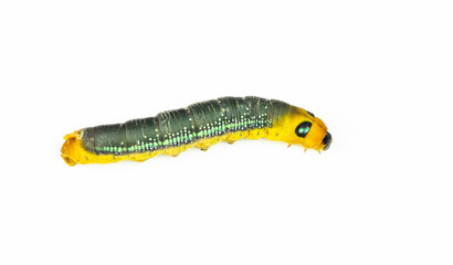 yellow and green worm on white background.