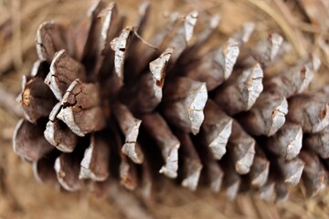Pine Cone