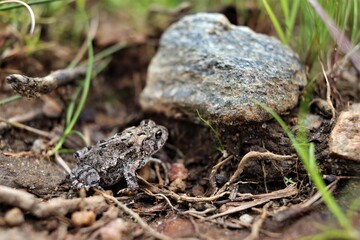 Tiny Toad