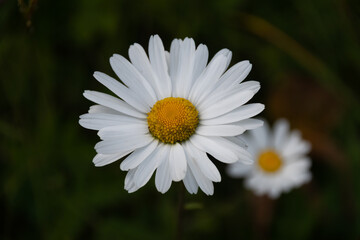 Obraz premium Margerite Blume