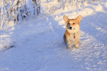 A dog walks in a winter park
