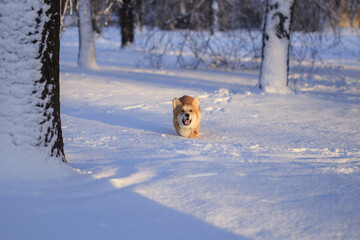 dog running in the snow