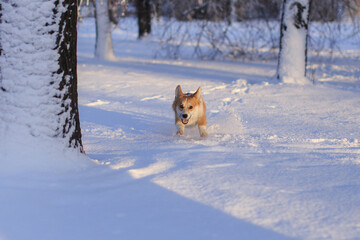 Вog running in the snow
