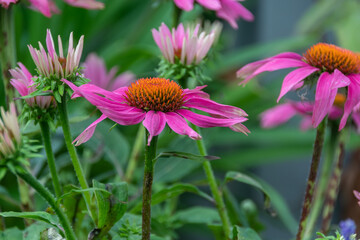 Echinacea Heilpflanze - Sonnenhut