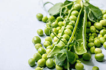 Heap of young sweet organic green pea in pods with sprouts over grey background. Close up, copy space