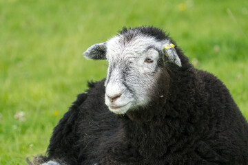 Herdwick Lamb lying down in the heat of a summers day looks straight at the camera