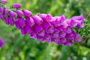 Fox glove flowers bloom in the summer sunshine on moorland near Haworth West Yorkshire © jmh-photography