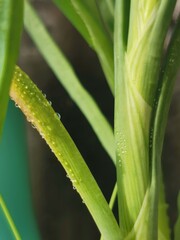 aloe vera plant