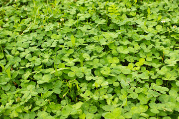 background shot of leafy greesn fresh grass lawn