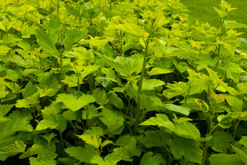 background shot of leafy greesn fresh grass lawn