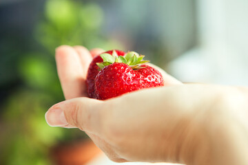 One red big strawberry in somebody's hand