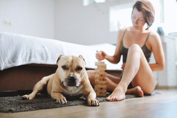 Adult caucasian woman playing with her dog in brick tower game at home