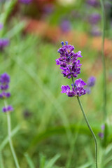 Lavendel