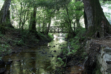 stream in the forest