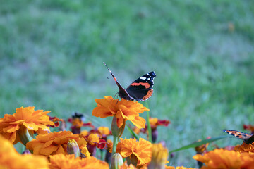 butterfly on a flower