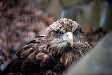 Face of a beautiful eagle