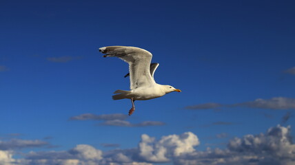seagull in flight, blue sky with some clouds