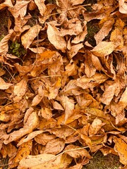 carpet of colorful autumn leaves