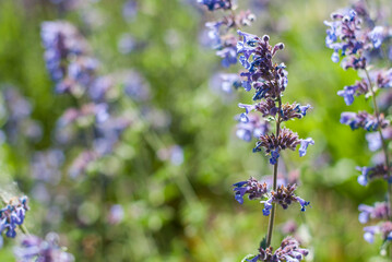 Purple lavender flowers on a blurred background on a sunny summer day.