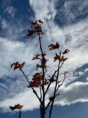tree with clouds in the background