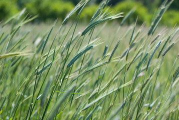 Green spikelets in the field on a summer sunny day.