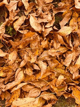 carpet of colorful autumn leaves