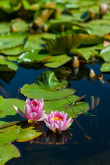 Pink water lilies on water. White and pink flowers with big green leaves floating in the lake.