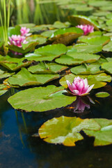 Pink water lilies on water. White and pink flowers with big green leaves floating in the lake.