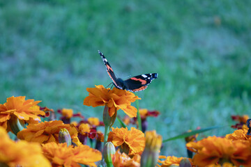 butterfly on a flower