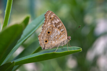 Lemon Pansy butterfly on leaf.