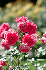 garden rose Bush with dark pink flowers