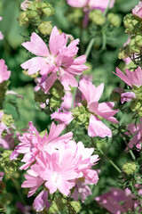 wild plant with lilac flowers close up