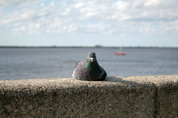 pigeon on the rocks