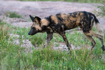 Fototapeta premium African wild dog (Lycaon pictus) in the Timbavati reserve, South Africa